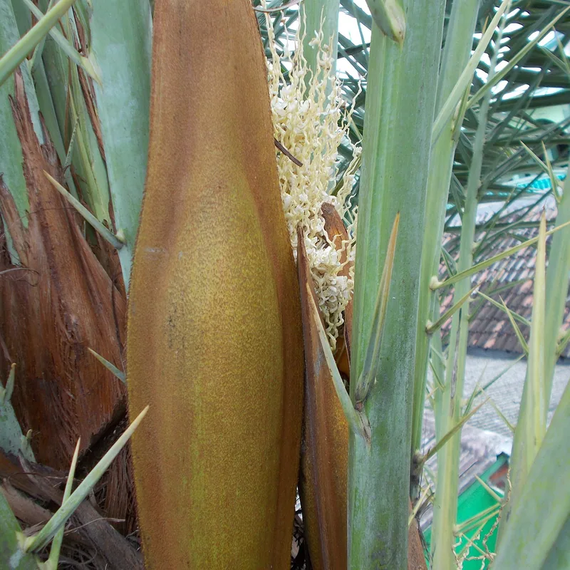 حبوب لقاح النخيل